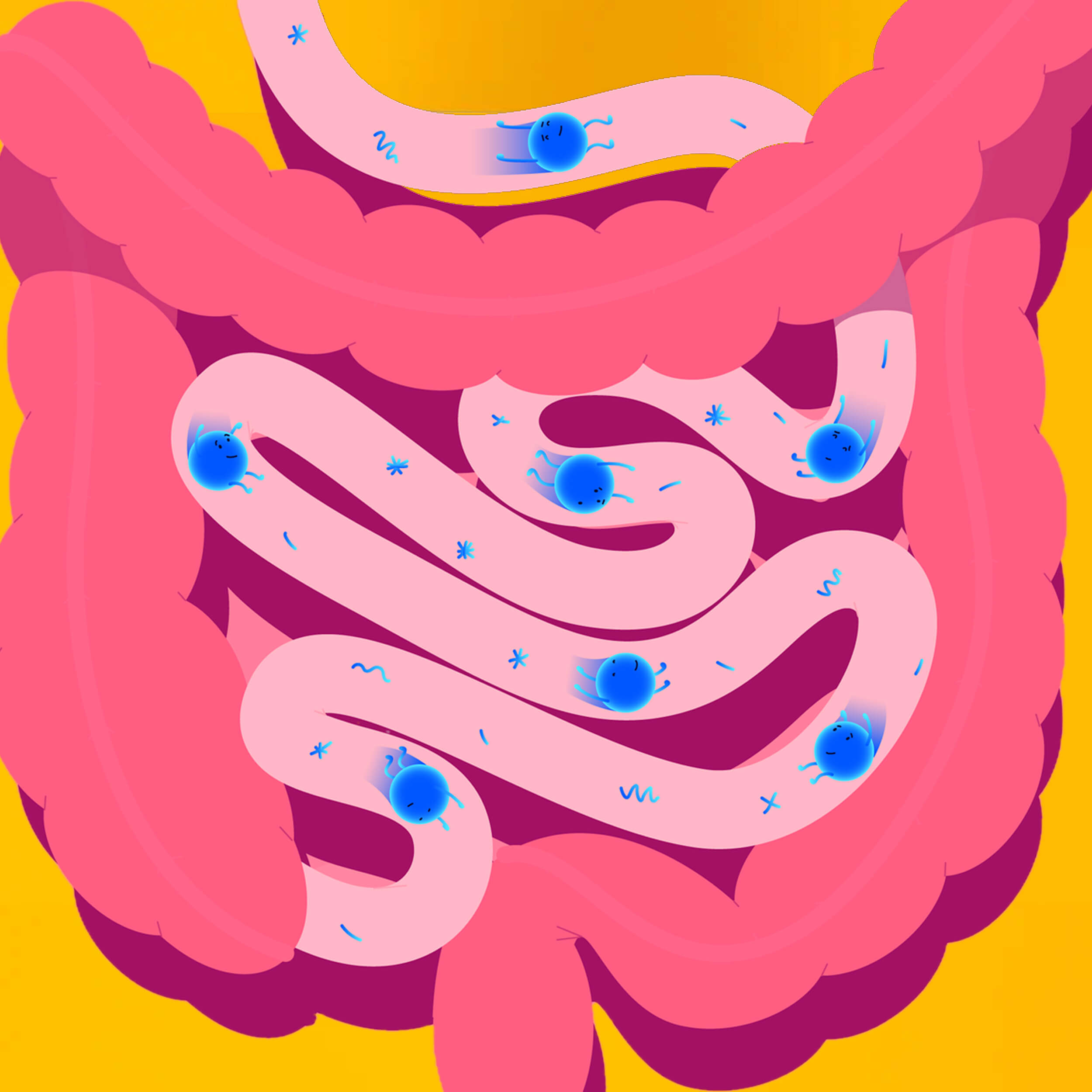 2. На что влияет микрофлора кишечника?