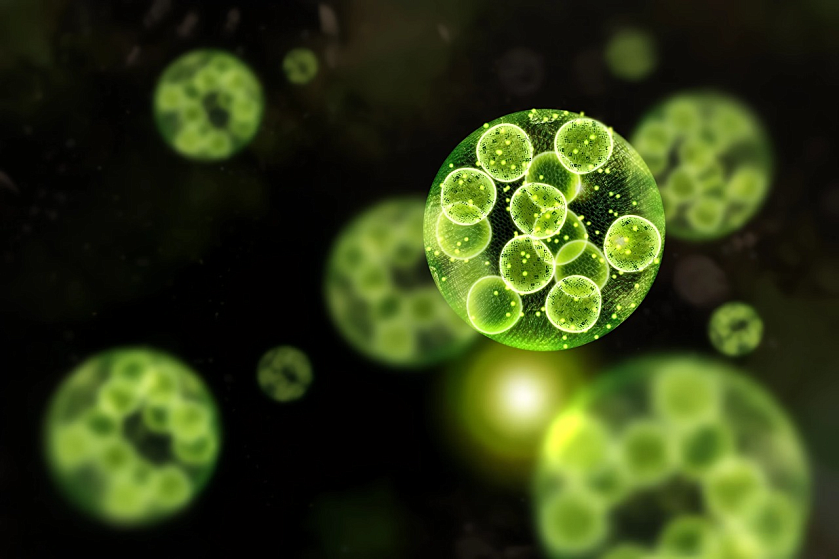 Пептиды нового поколения: почему продукты от Daigo — это будущее здоровья