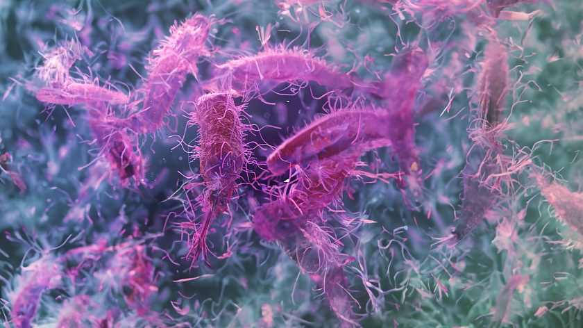 Как избавиться от происков Хеликобактер Пилори?