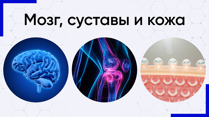 Мозг, суставы и кожа: открыты продажи новых продуктов от бренда Daigo!