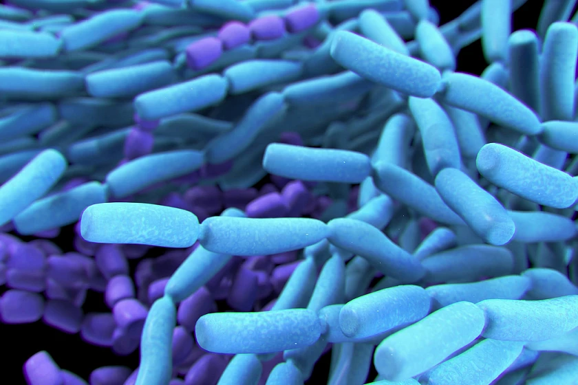 Про лактобактерии слышали все. Но не все знают, зачем они нам нужны